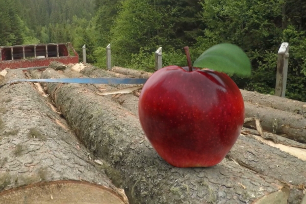 APPLE&ONION